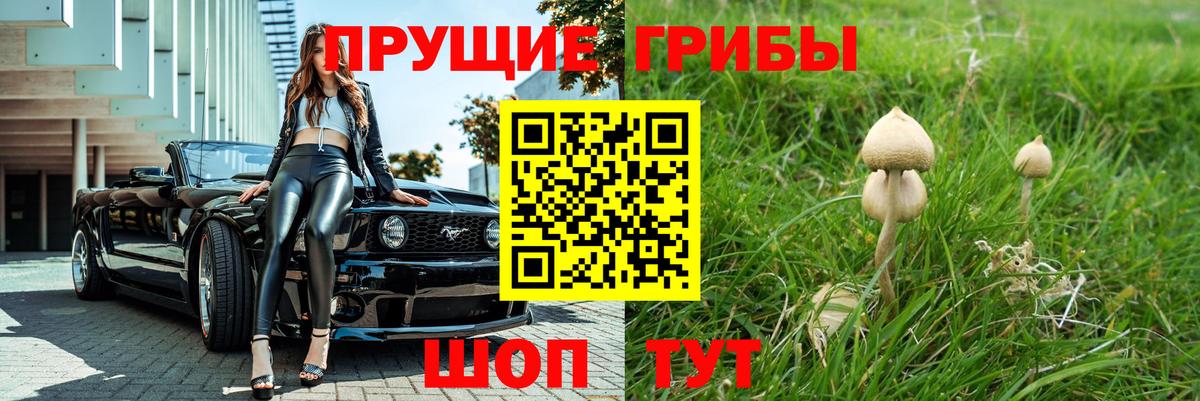 Псилоцибиновые грибы Psilocybe Дедовск